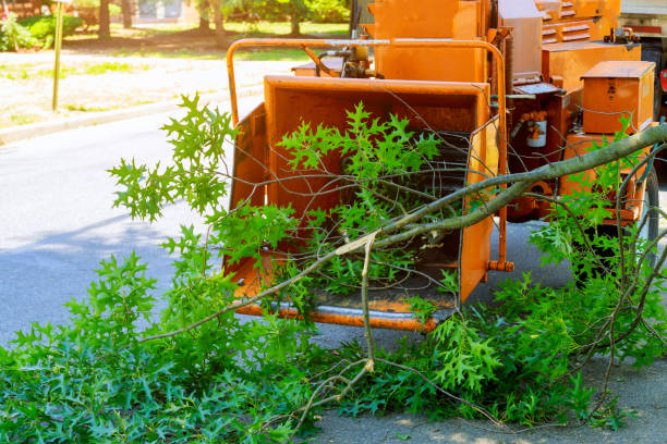 Tree Health Inspection in Carencro, LA